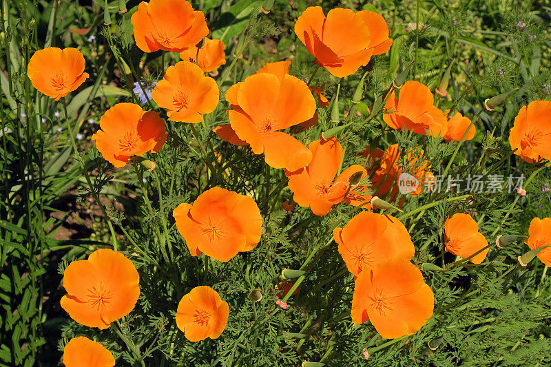 加州罂粟(Eschscholzia californica) - 2016年度有毒植物